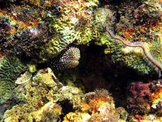 Underwater photo from Egypt.