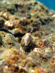 Underwater photo from Egypt.
