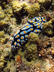 Underwater photo from Egypt.