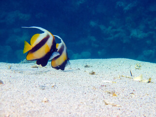 Underwater photo from Egypt.
