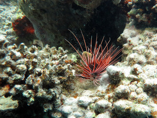 Underwater photo from Egypt.