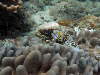Underwater photo from Egypt.