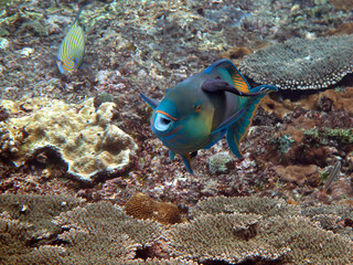 Underwater photo from Egypt.