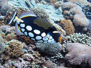 Underwater photo from Egypt.