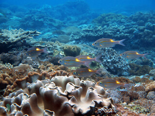 Underwater photo from Egypt.