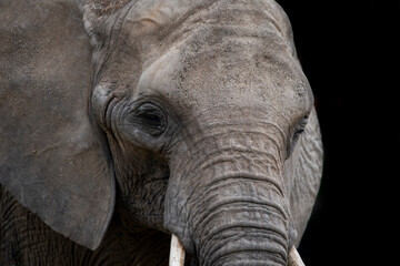 Obraz premium The African Bush Elephant (Loxodonta africana), also known as the African Savanna Elephant.