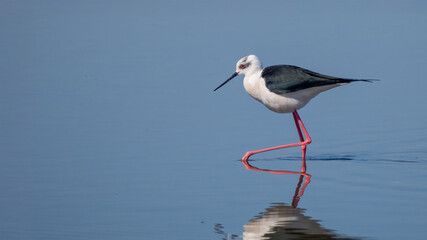 Black-winged stilt wading on shallow water