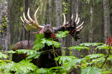 Alaska Yukon Bull Moose in Early Autumn in Alaska