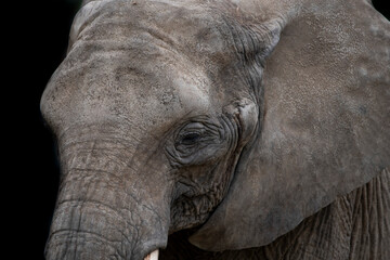 Fototapeta premium The African Bush Elephant (Loxodonta africana), also known as the African Savanna Elephant.