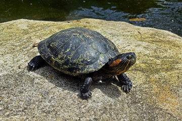 D'Orbigny's slider, water turtle (Trachemys dorbigni brasiliensis)