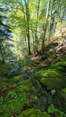 Cascade dans la forêt au-dessus de la grotte des Eaux-Chaudes et son gardien de pierre (Béarn)