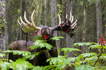 Alaska Yukon Bull Moose in Early Autumn in Alaska
