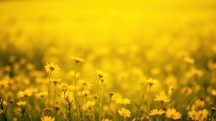 Fototapeta premium A field of yellow wildflowers basking in the golden light of the setting sun, creating a stunning visual tapestry of nature's vibrant hues.