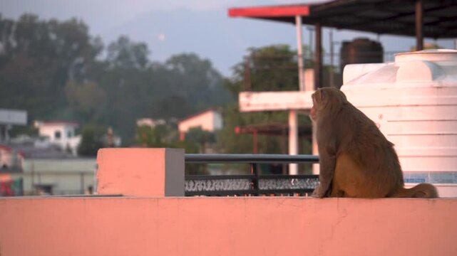 Rhesus Macaque (Macaca mulatta) Monkeys on Urban Rooftops