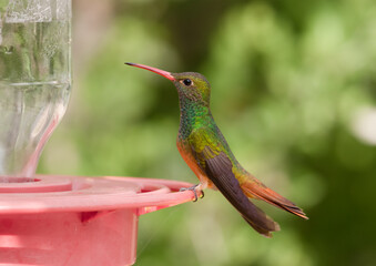 Buff-bellied Hummingbird
