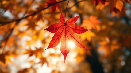 Fototapeta premium A single crimson maple leaf illuminated by the sun, hanging in a blur of autumn foliage