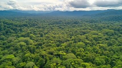 Dense tropical rainforest with layers of biodiversity