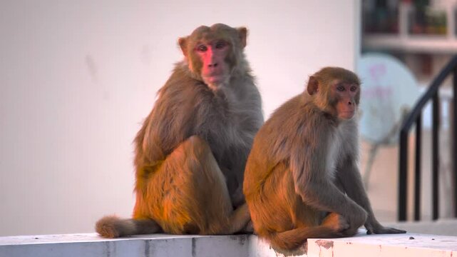 Rhesus Macaque (Macaca mulatta) Monkeys on Urban Rooftops