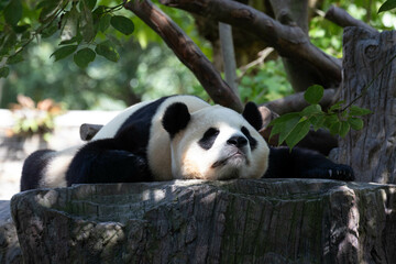 Funny Pose of Sleeping Panda, China