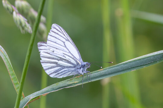 Gr&uuml;nader-Wei&szlig;ling.Pieris napi.(Linnaeus, 1758)
