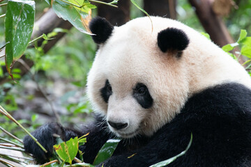 A Portrait of Panda, Qi Yi, Chengdu , China