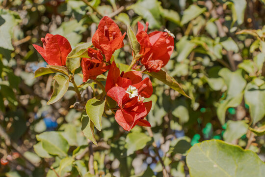 Bougainvillea plant, known as Bougainvillea &times; buttiana species Holttum Standl. It belongs to the plant family Nyctaginaceae. 