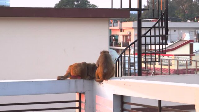 Rhesus Macaque (Macaca mulatta) Monkeys on Urban Rooftops