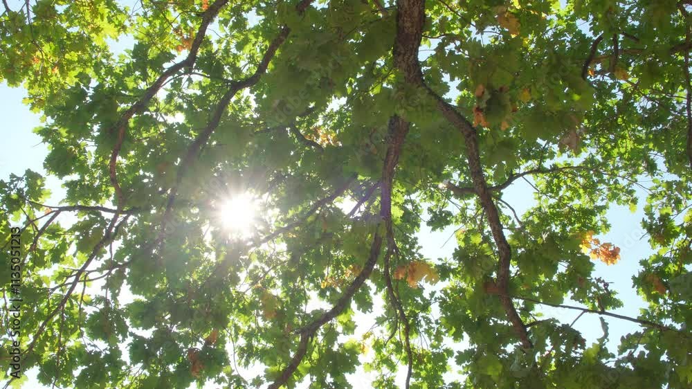 Poster upward glance to sun rays shines through forest trees. scattered sunlight that filters through green