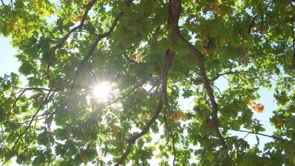 Upward glance to sun rays shines through forest trees. Scattered sunlight that filters through green elm leaves. Sunny summer nature background with sunshine radiant bokeh.