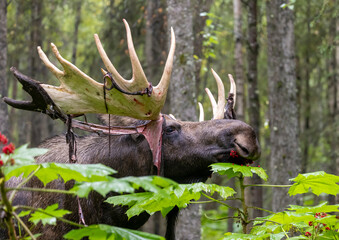 Alaska Yukon Bull Moose in Early Autumn in Alaska