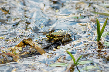 Close-Up of Frog Sitting on Log in Tranquil Pond Environment