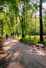 Fototapeta premium Serene Pathway Lined With Lush Green Trees and Wooden Benches