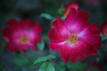Rosa pendulina