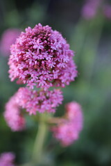 Red valerian