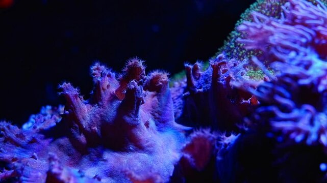 Sinularia dura coral detail, polyp move tentacle to catch plankton, animal species absorb dissolved organic matter in reef marine aquarium, beginner friendly pet, LED actinic light, dark background