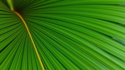 Fototapeta premium Close up of a textured palm leaf in natural tropical green colors, texture, botany, tropical