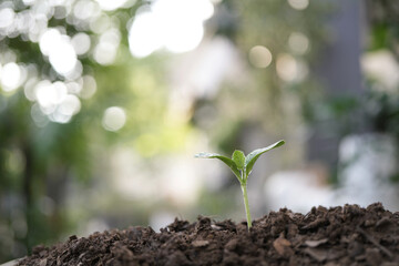 small growing pumpkin sprout plant growing with bokeh background