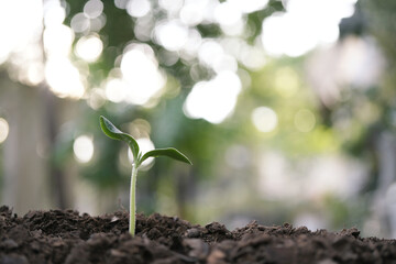 small growing pumpkin sprout plant growing with bokeh background