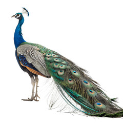 Obraz premium peacock on transparent background | peacock isolated on white