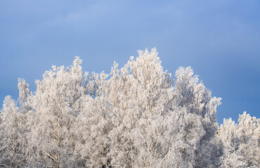 Snow-covered forest on a frosty winter day..