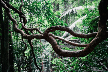 Fototapeta premium Twisted tree branches in a lush green forest, creating a natural, intricate pattern.