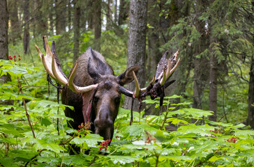 Alaska Yukon Bull Moose in Early Autumn in Alaska