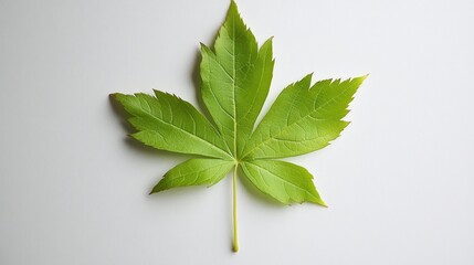 A Single Green Maple Leaf on White Background