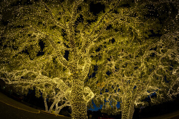 Fisheye lens view of the twinkling lights around tree trunks and branches each Christmas in Johnson City, Texas