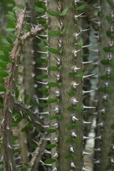 Botanical garden - Jardin des plantes - Paris - France
