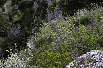 Ascent path to Mourre Negre - Luberon - Vaucluse - Provence Alpes Cote d'Azur - France