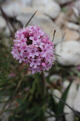 Valeriana tuberosa - Luberon - Vaucluse - Provence-Alpes-Côte d'Azur - France