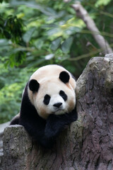 Close up panda returned from South Korea , Fu Bao , Wolong Panda Base