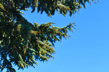 Christmas tree against blue sky background. 