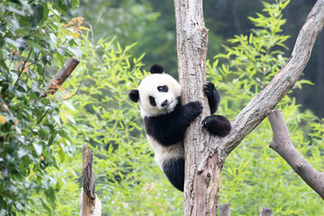 Funny pose of Little Panda on the Tree, Wolong Panda Base